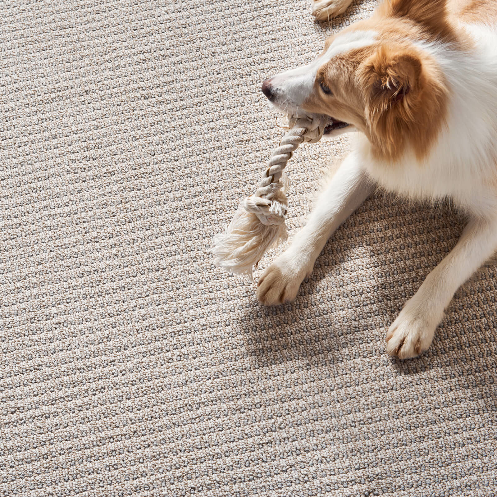 Pet friendly carpet | Carpet And Floors For Less
